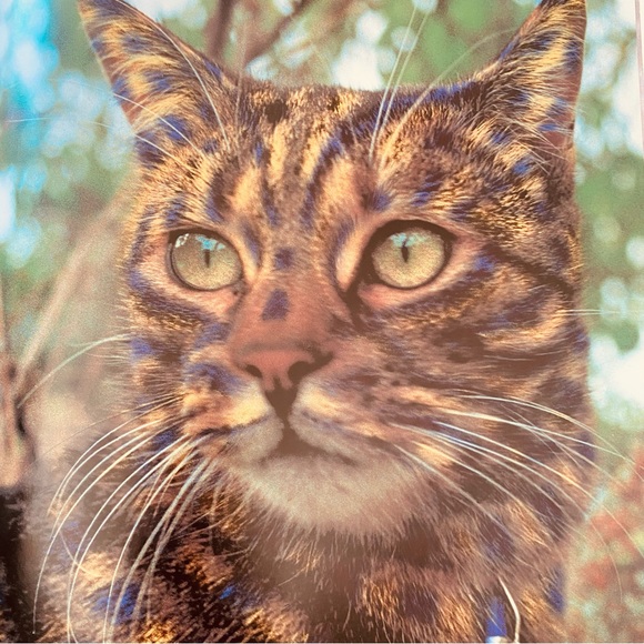 Why Paint Cats Feline Aesthetics Soft Cover Book - Picture 7 of 12